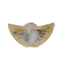 Australian SAS Parachute Wings Mess Dress Patch