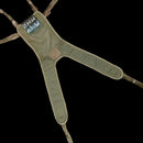 British Army MTP Yoke - British Army Surplus - Load Accessories